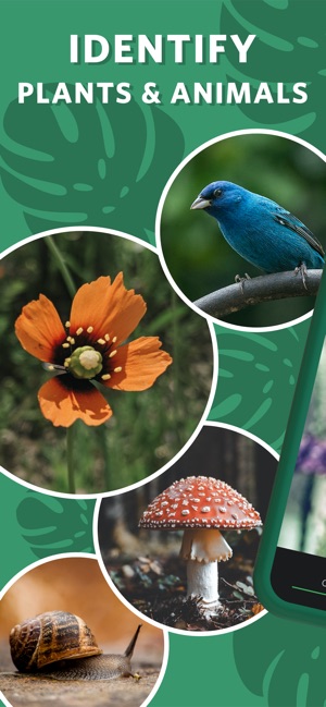 Screenshot of Seek by iNaturalist