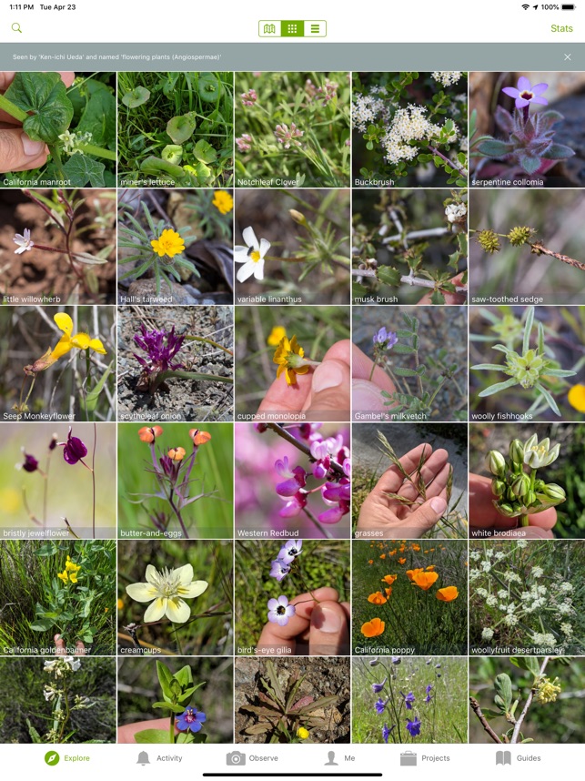 Screenshot of iNaturalist